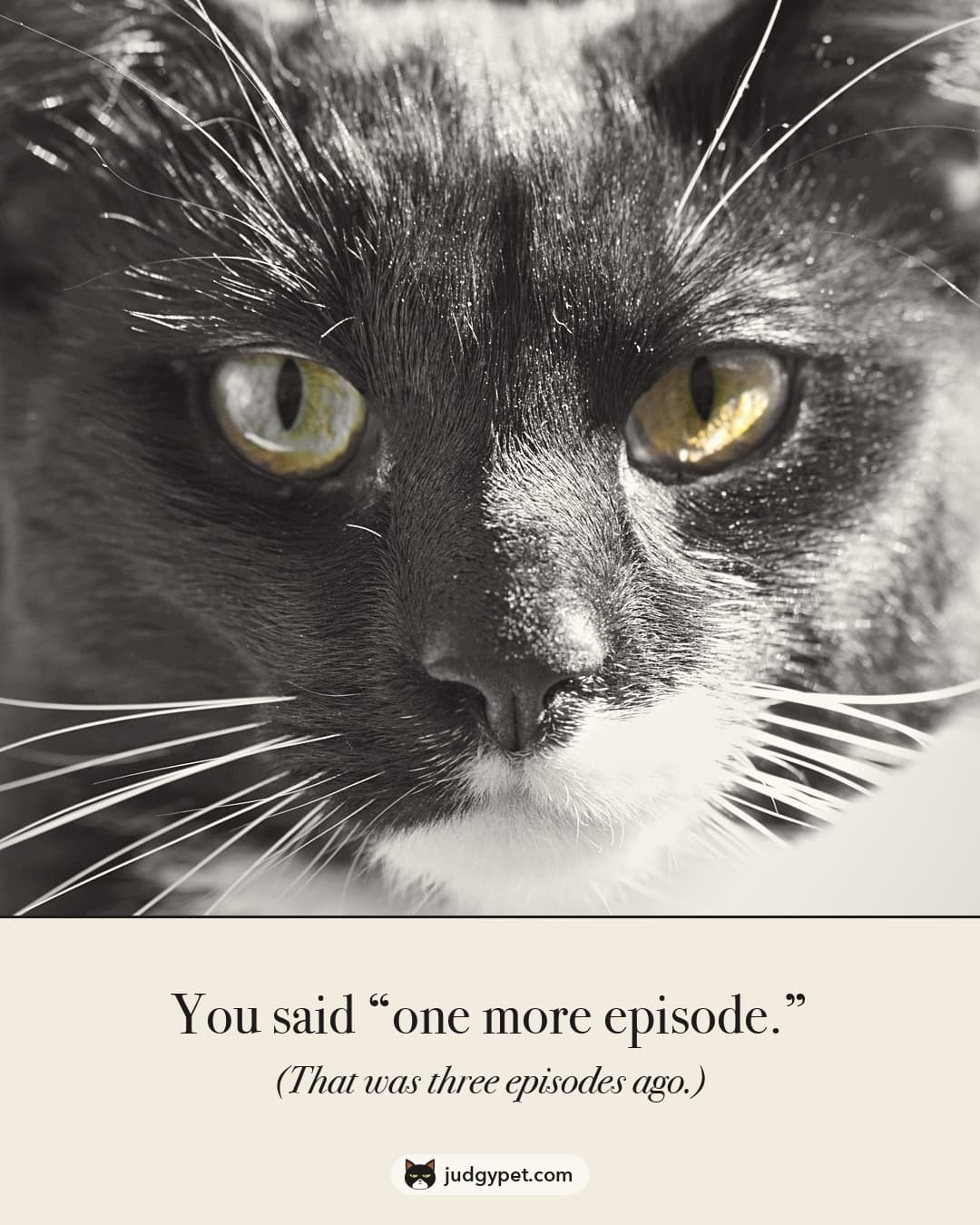 You said one more episode. (That was three episodes ago.) Ozzy, black and white with green-gold eyes