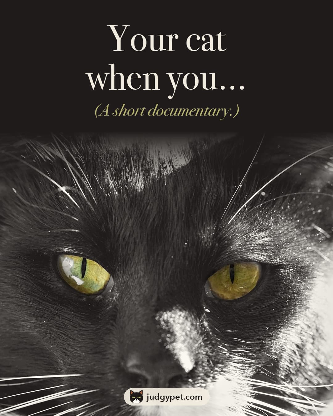 Your cat when you... (A short documentary.) Close-up of Ozzy's eyes