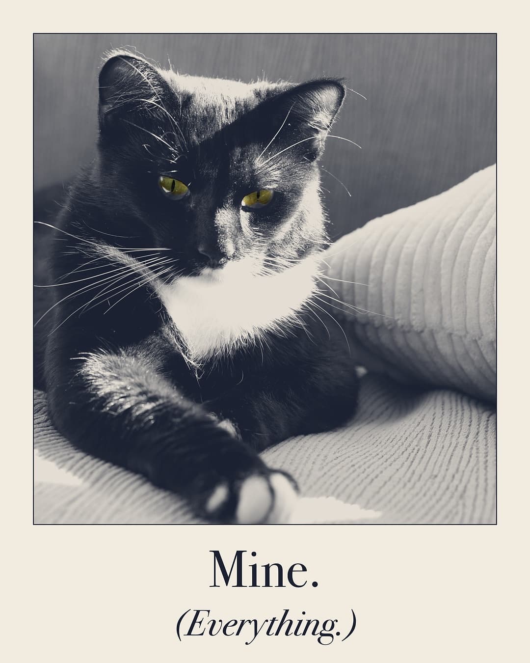 Mine. (Everything.) Cat print by Judgy Pet