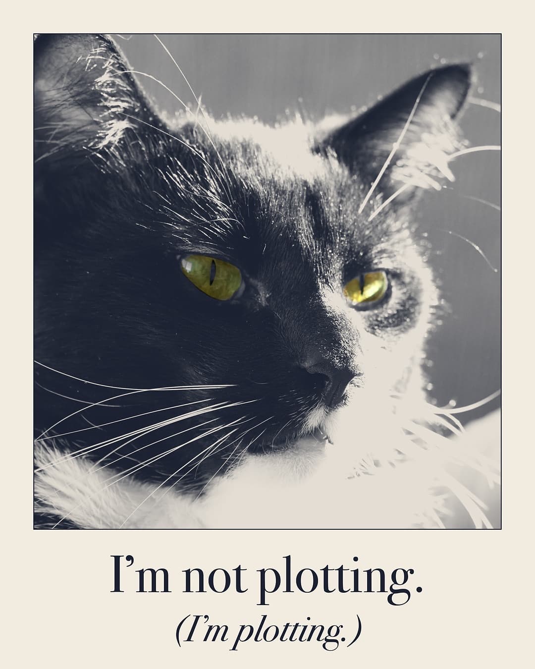 I'm not plotting. (I'm plotting.) Cat print by Judgy Pet