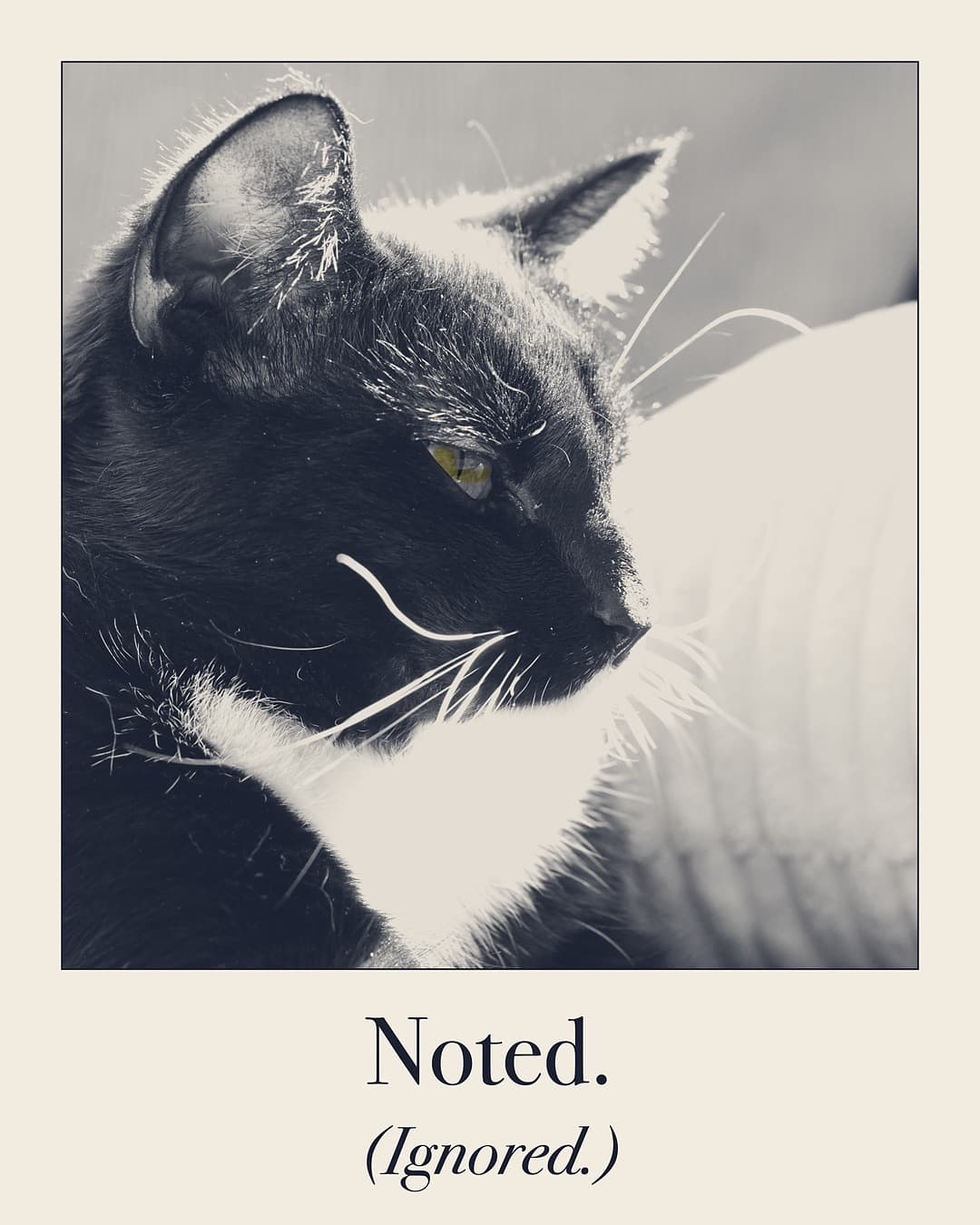 Noted. (Ignored.) Cat print by Judgy Pet